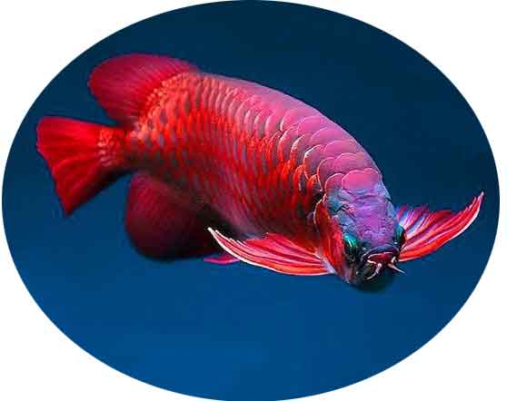 Cá Rồng