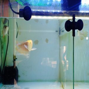 NGÂN LONG ABINO_2_22CM_VẢY VIỀN ĐỎ