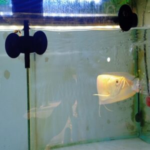 NGÂN LONG ABINO_2_22CM_VẢY VIỀN ĐỎ