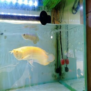 NGÂN LONG ABINO_2_22CM_VẢY VIỀN ĐỎ