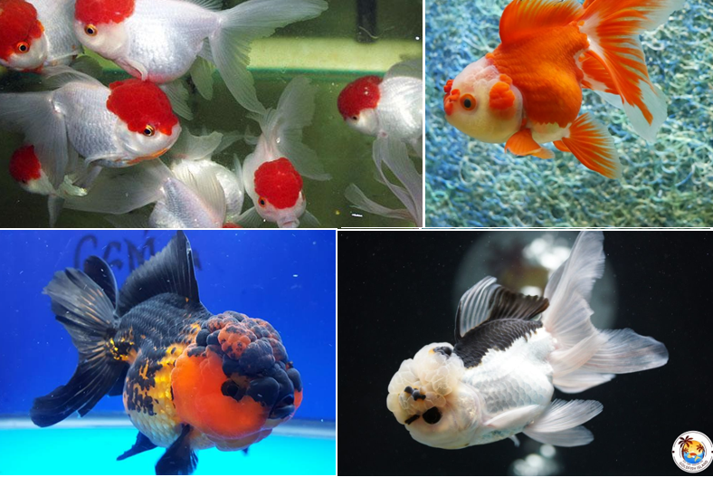 anh-1-hac-dinh-hong-red-cap-oranda-va-oranda-trang-do-nhat-ban-azuma-nishiki-tren-apache-oranda-va-panda-oranda-anh-premierpet-com-au-windsor-fish-hatchery-coast-gem-usa-goldfishisland-1673