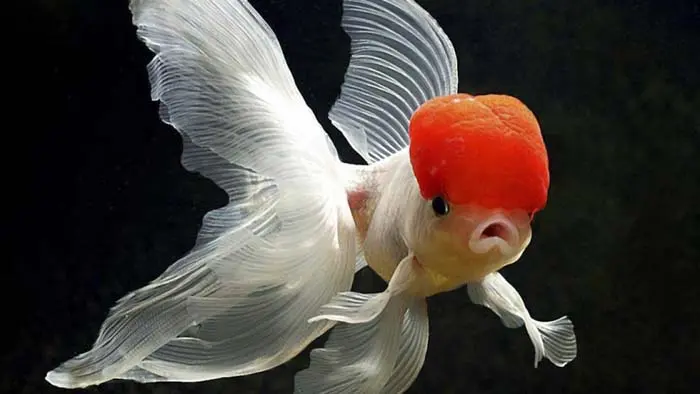 bệnh cá ba đuôi