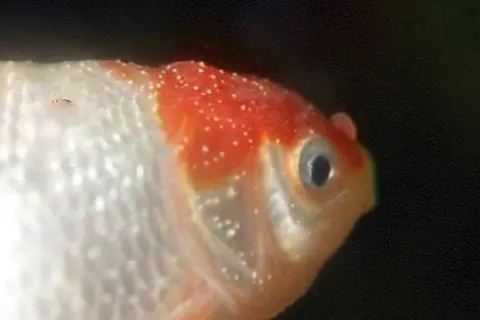 bện cá ba đuôi