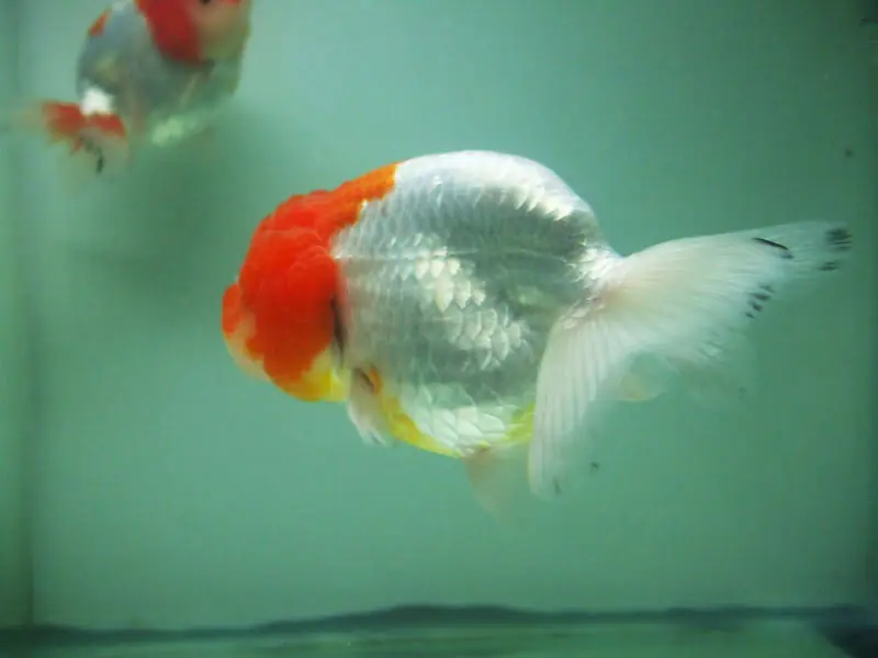 cá bị thối đuôi mục vây