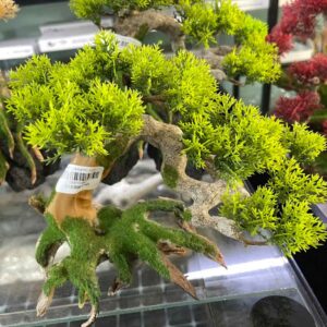 CÂY BONSAI PHỦ RÊU SỐ 1