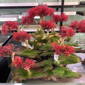 CÂY BONSAI PHỦ RÊU SỐ 2