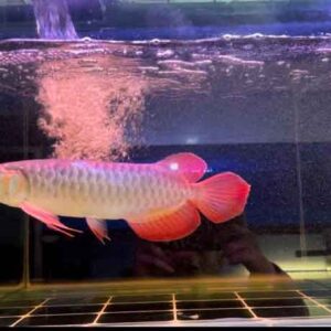 HUYẾT INDO ĐẦU MUỖNG ĐUÔI CÀNG
