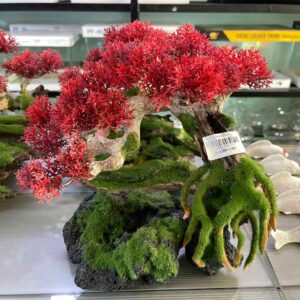 CÂY BONSAI PHỦ RÊU SỐ 1