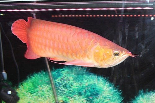 hệ thống lọc cá huyết long