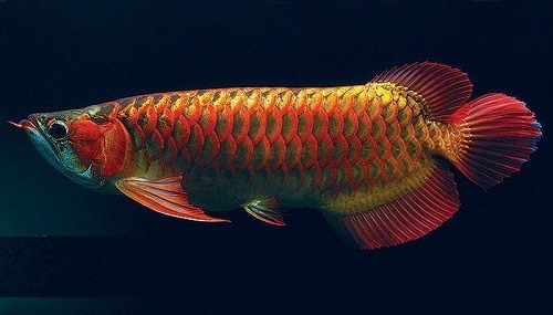 cá huyết rồng phong thủy