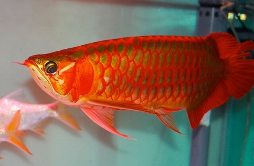 bể nuôi cá huyết rồng