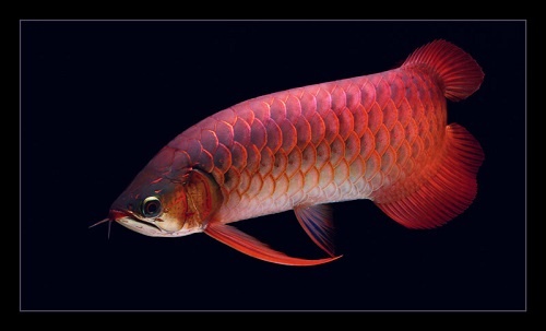 huyết long