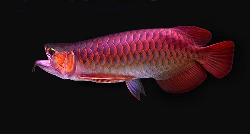 cá huyết long