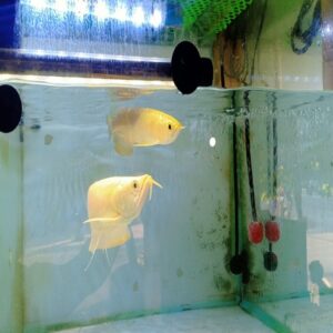 NGÂN LONG ABINO_2_22CM_VẢY VIỀN ĐỎ