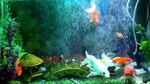 Sản phẩm tranh 3D hồ cá,một trong những yếu tố khiến hồ cá của bạn trở nên vô cùng sinh động bắt mắt và cuốn hút.