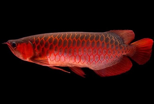 huyet-long-1 cá huyết rồng