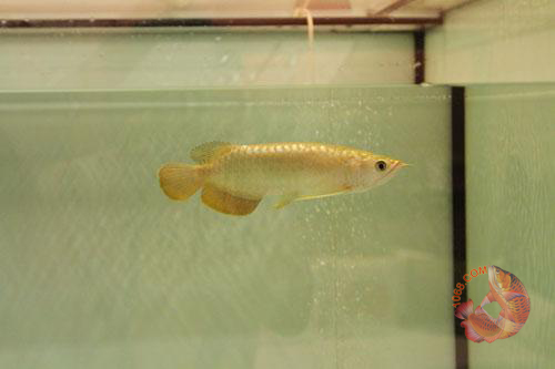 quá bối vàng