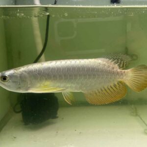 BỐI 24k SIZE 10 11