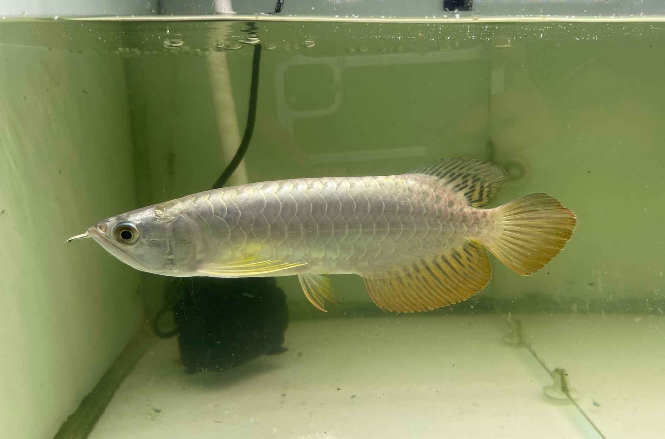 BỐI 24k SIZE 10 11