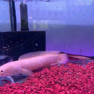 CÁ LÓC ABINO 20CM