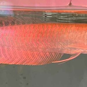 NGÂN LONG SIZE 21-22 ( HÌNH THỰC TẾ TẠI TRẠI )