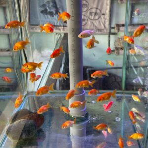RANCHU