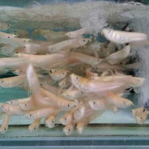 NGÂN LONG ABINO SIZE 11 12 ( HÌNH THỰC TẾ TẠI TRẠI )