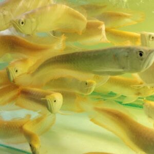 NGÂN LONG ABINO SIZE 20 22 ( HÌNH THỰC TẾ TẠI TRẠI )