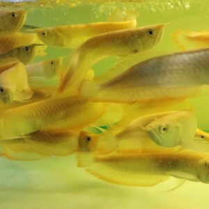 NGÂN LONG ABINO SIZE 20 22 ( HÌNH THỰC TẾ TẠI TRẠI )