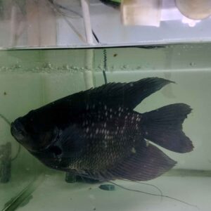 CÁ HẮC KÌ PHÁT TÀI ĐỘT BIẾN ĐEN TOÀN THÂN CHỈ CÓ TẠI NAM LONG FARM
